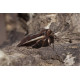 Red Shouldered Flame