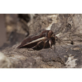 Red Shouldered Flame
