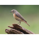 Redstart Surrey
