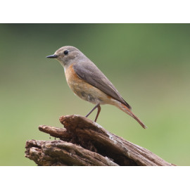Redstart Surrey
