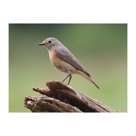 Redstart Surrey