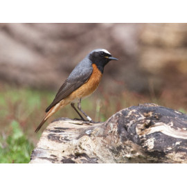 Redstart Surrey 2
