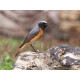 Redstart Surrey 2