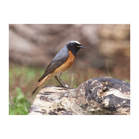Redstart Surrey 2