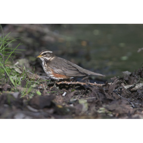 Redwing Lynford Arboretum