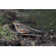 Redwing Lynford Arboretum 1