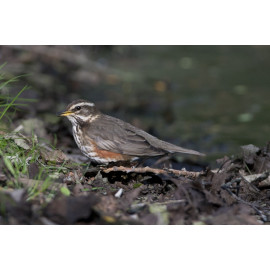 Redwing Lynford Arboretum 1
