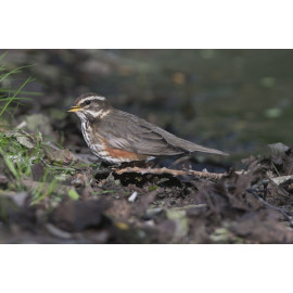 Redwing Lynford Arboretum 2