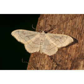 Riband Wave Moth