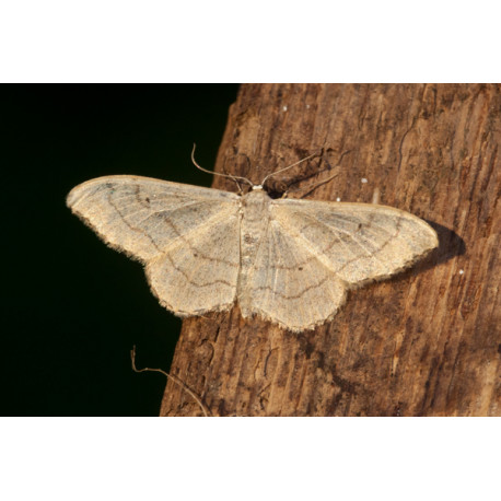 Riband Wave Moth