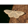 Riband Wave Moth