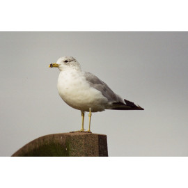 Ring Billed Gull Essex