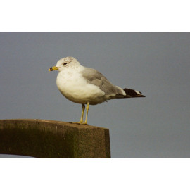 Ring Billed Gull Essex 2