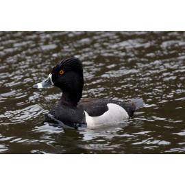 Ring Necked Duck Edinburgh