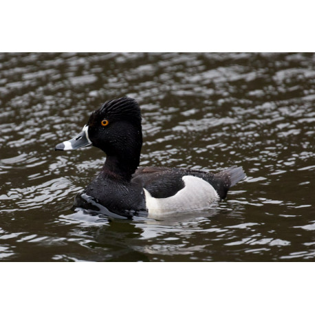 Ring Necked Duck Edinburgh