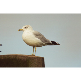 Ring Billed Gull Essex 1