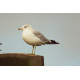 Ring Billed Gull Essex 1