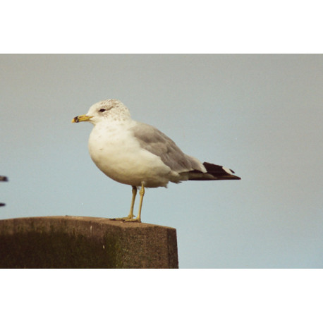 Ring Billed Gull Essex 1
