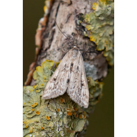 Ringed China Mark Moth