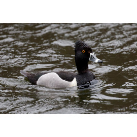 Ring Necked Duck Edinburgh 1