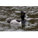 Ring Necked Duck Edinburgh 1