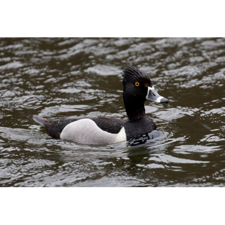 Ring Necked Duck Edinburgh 1