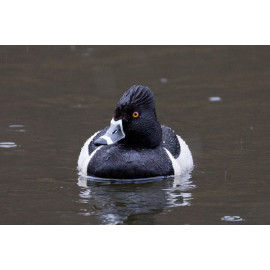 Ring Necked Duck Edinburgh 2
