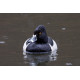 Ring Necked Duck Edinburgh 2
