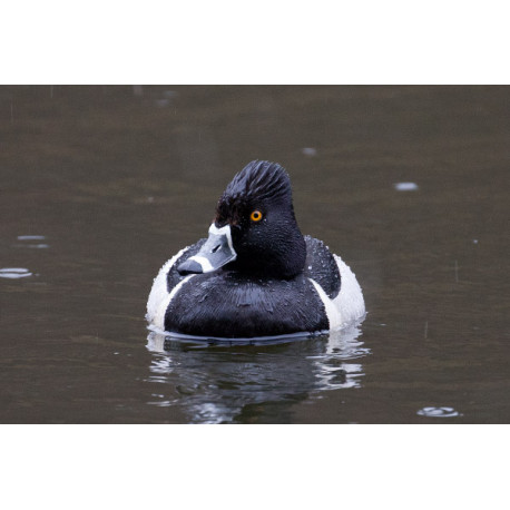 Ring Necked Duck Edinburgh 2
