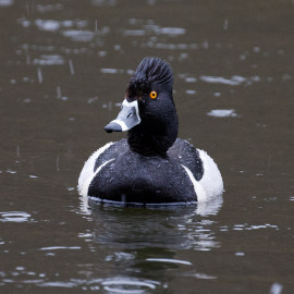 Ring Necked Duck Edinburgh 3