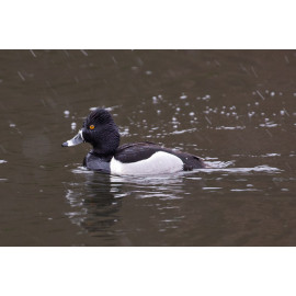 Ring Necked Duck Edinburgh 4