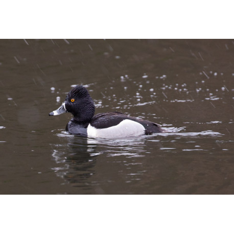 Ring Necked Duck Edinburgh 4