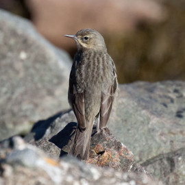 Rock Pipit Fort William