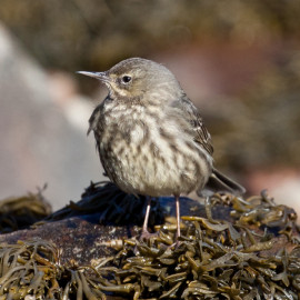 Rock Pipit Fort William 1