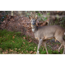Roe Deer Glenloy