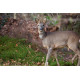 Roe Deer Glenloy