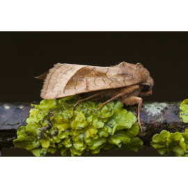 Rosy Rustic Moth