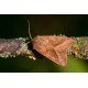 Rosy Rustic Moth 1