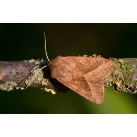 Rosy Rustic Moth 1
