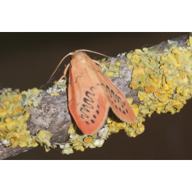 Rosy Footman Moth