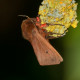 Ruby Tiger Moth