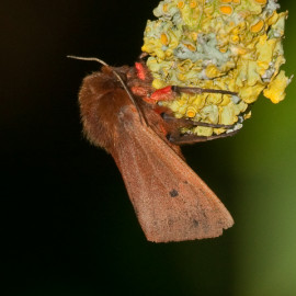 Ruby Tiger Moth