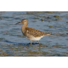 Ruff Titchwell 1