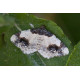 Scaorched Carpet Moth