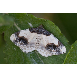 Scaorched Carpet Moth