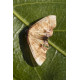 Scaorched Wing Moth