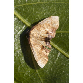 Scaorched Wing Moth