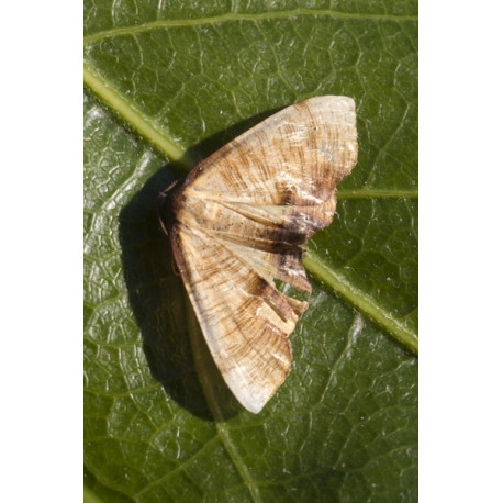 Scaorched Wing Moth