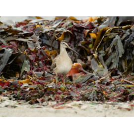 Short Billed Dowitcher Fraserburgh 1