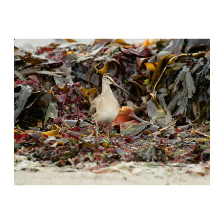 Short Billed Dowitcher Fraserburgh